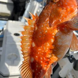 ウッカリカサゴ