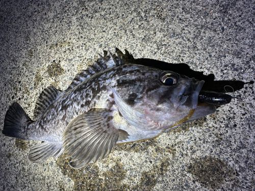 クロソイの釣果