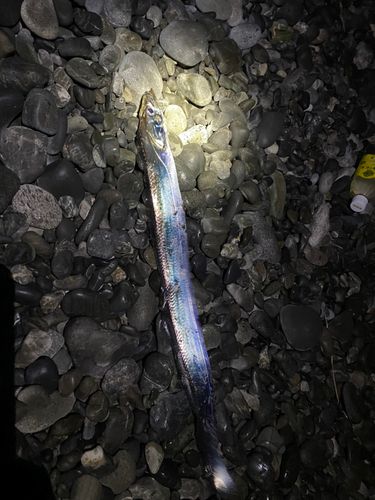 タチウオの釣果