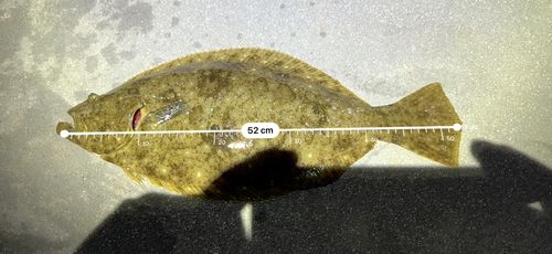 ヒラメの釣果