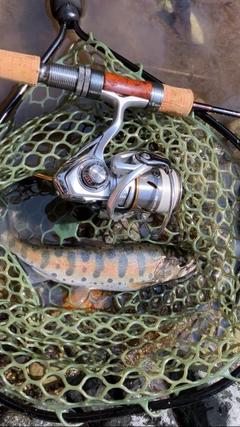 ヤマメの釣果