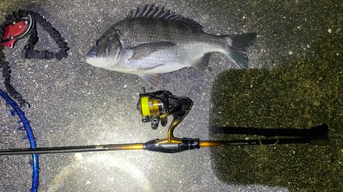 チヌの釣果