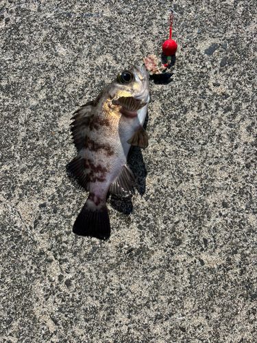 メバルの釣果