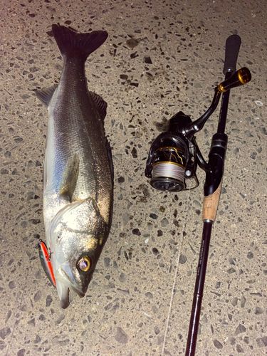 シーバスの釣果