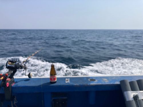 ヤリイカの釣果