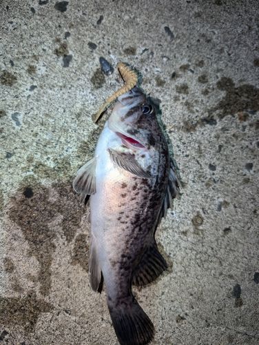 クロソイの釣果