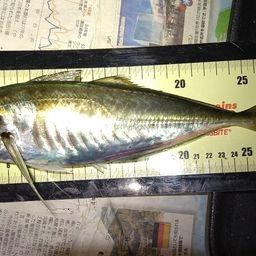 アジ