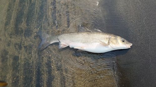 マルタウグイの釣果