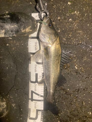 フッコ（マルスズキ）の釣果