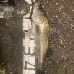 フッコ（マルスズキ）