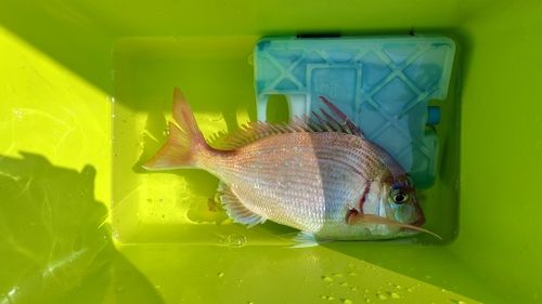 チダイの釣果