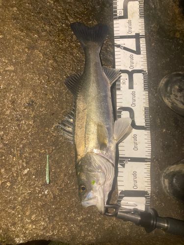 フッコ（マルスズキ）の釣果