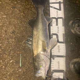 フッコ（マルスズキ）