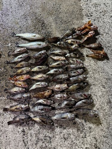 シロメバルの釣果