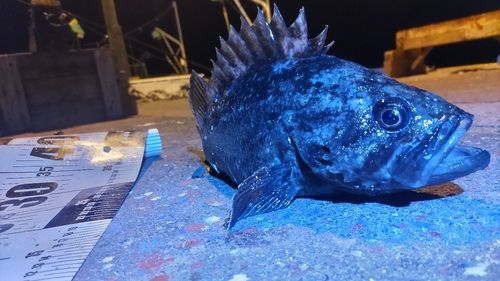 クロソイの釣果