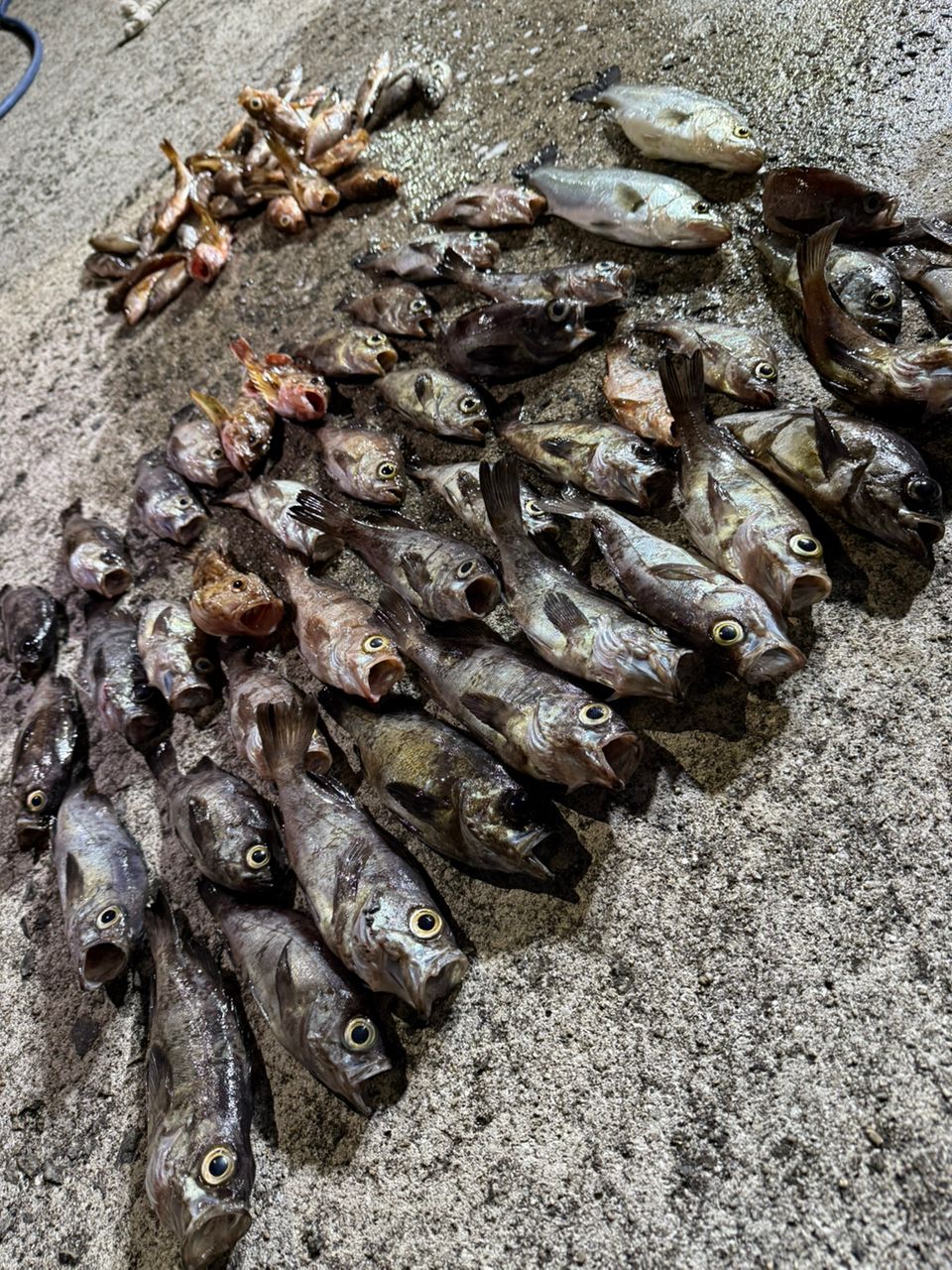 デカザオくんさんの釣果 1枚目の画像
