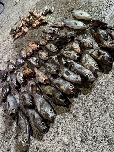 メバルの釣果