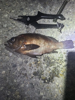 クロメバルの釣果