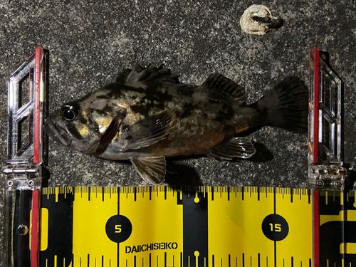 タケノコメバルの釣果