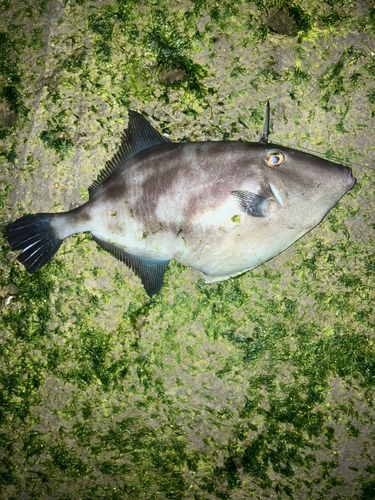 ウマヅラハギの釣果
