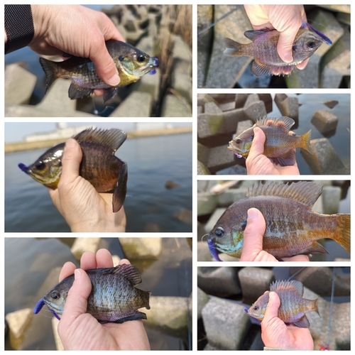 ブルーギルの釣果