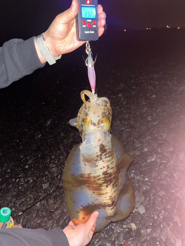 アオリイカの釣果