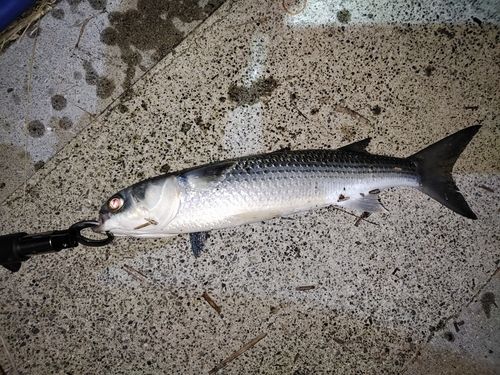 ボラの釣果