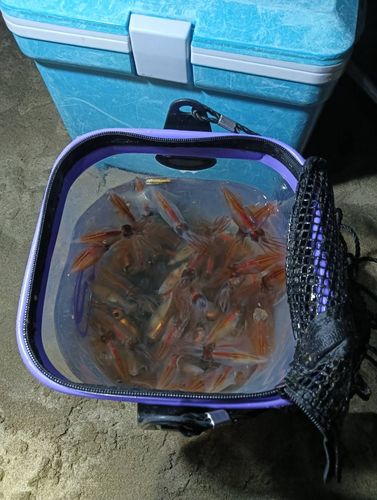 ホタルイカの釣果