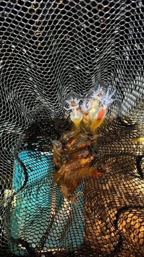 ホタルイカの釣果