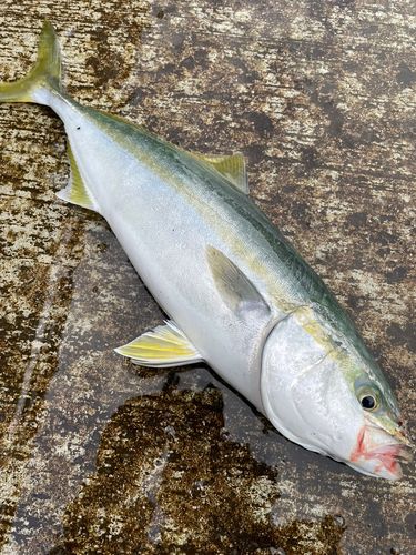 フクラギの釣果