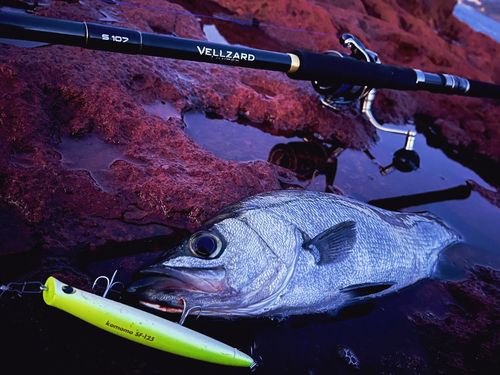 ヒラスズキの釣果