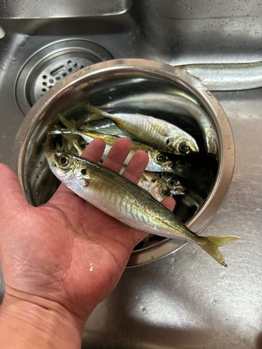 アジの釣果
