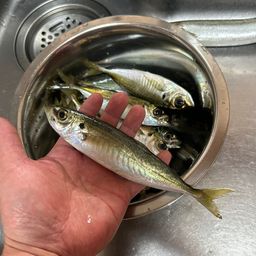 アジ