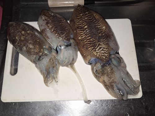 コウイカの釣果