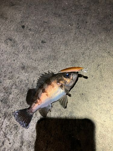 クロメバルの釣果