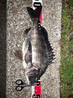 クロダイの釣果
