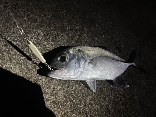 ギンガメアジの釣果