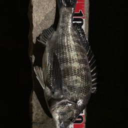 クロダイ