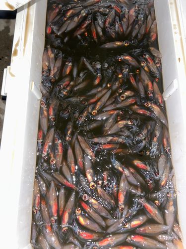 ホタルイカの釣果