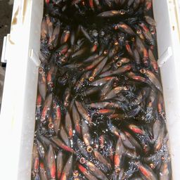 ホタルイカ