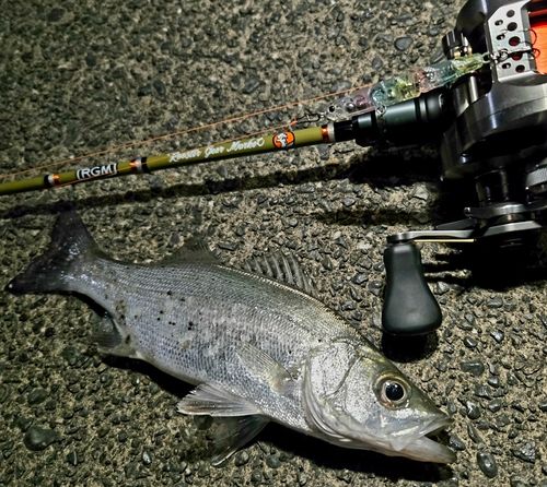 セイゴ（マルスズキ）の釣果