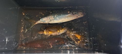 カタボシイワシの釣果