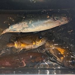 カタボシイワシ