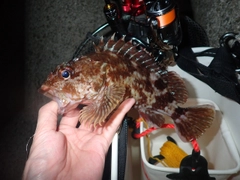 ガシラの釣果