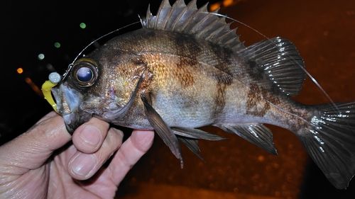 メバルの釣果
