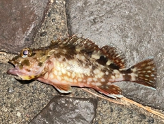 カサゴの釣果