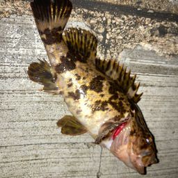 タケノコメバル