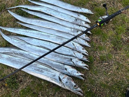 タチウオの釣果