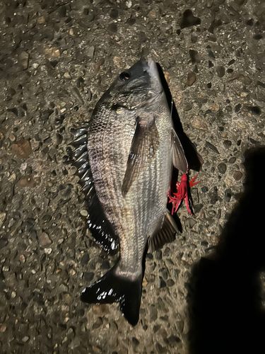 チヌの釣果