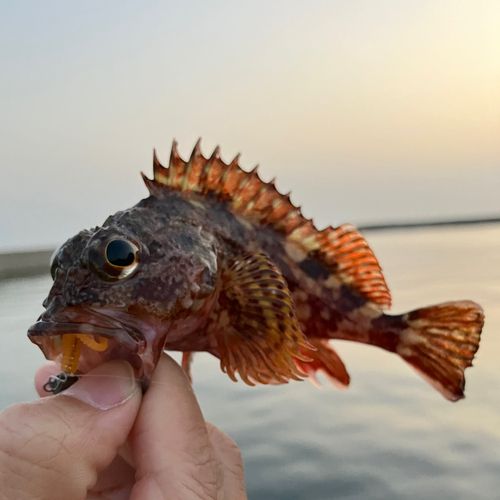 カサゴの釣果